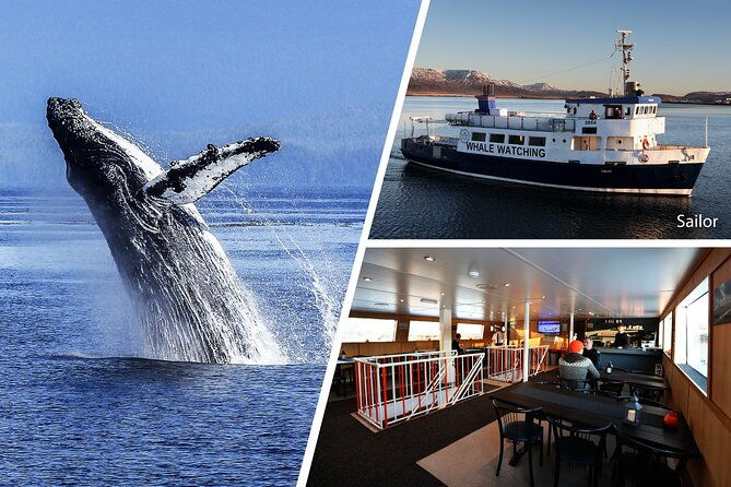 whale-watching-and-marine-life-tour-in-reykjavik