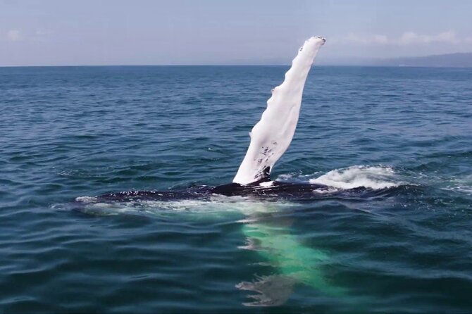 whale-watching-and-montana-redonda