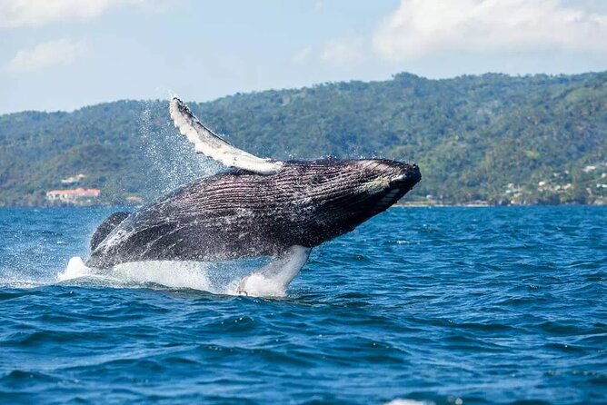 whale-watching-and-montana-redonda