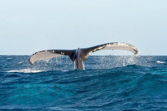 whale-watching-and-montana-redonda
