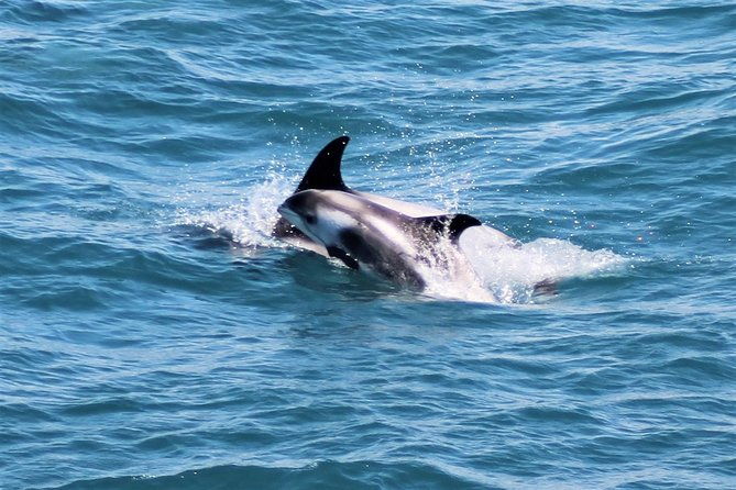 whale-watching-and-northern-lights-half-day-combo-tour