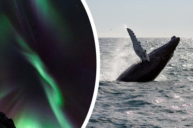 whale-watching-and-northern-lights-half-day-combo-tour