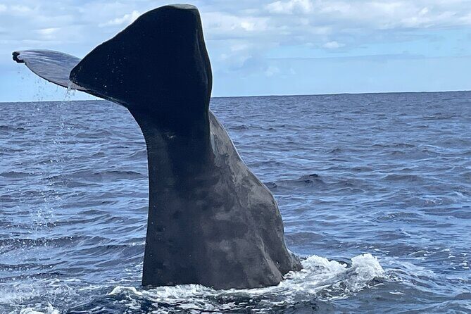 Whale Watching and Private Ocean Safari Experience in Mauritius - Key Points