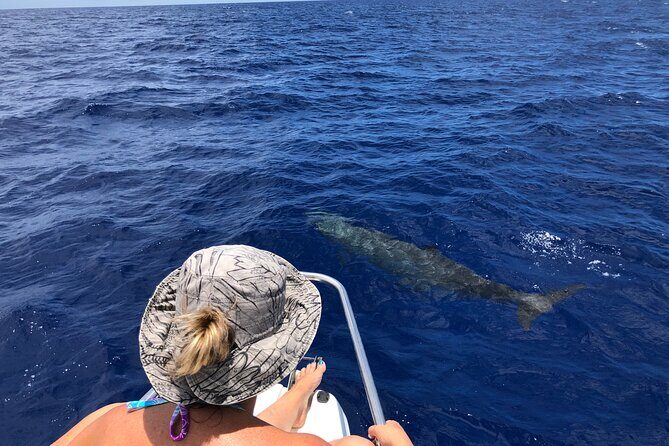 Whale Watching and Private Ocean Safari Experience in Mauritius - Final Thoughts: Who Should Book?