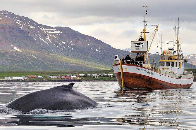 whale-watching-and-sea-angling-tour