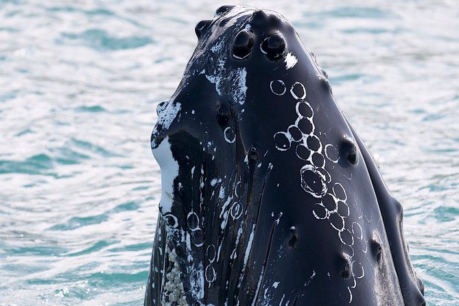 whale-watching-and-sea-angling-tour