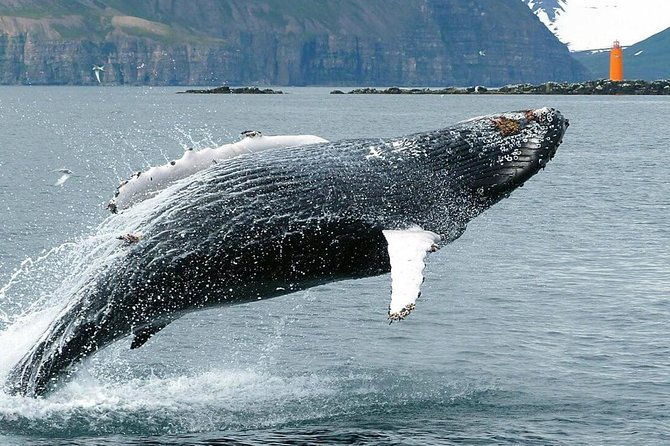 whale-watching-and-sea-angling-tour