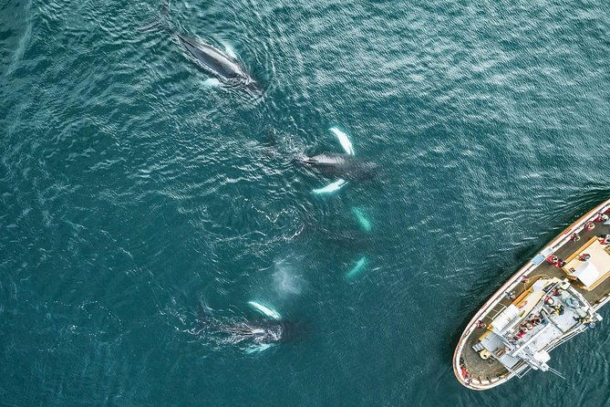 whale-watching-and-sea-angling-tour
