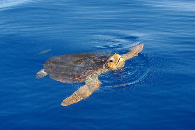 whale-watching-and-snorkelling-in-the-whale-sanctuary