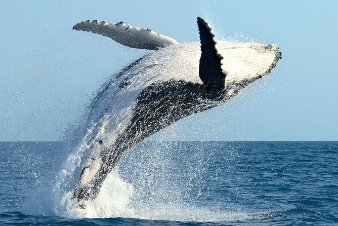 whale-watching-and-sunrise-breakfast-cruise-in-honolulu