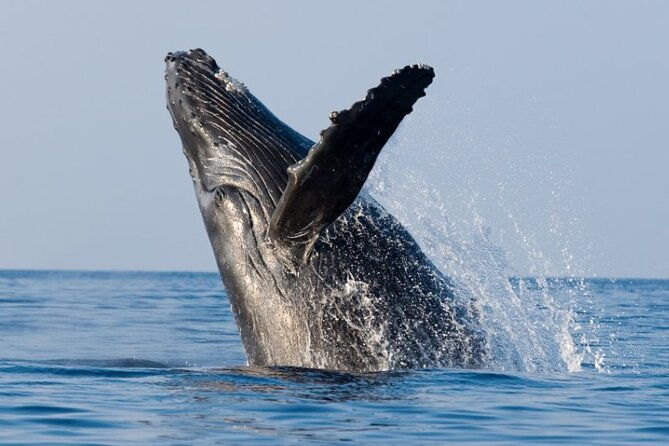 whale-watching-and-sunrise-breakfast-cruise-in-honolulu
