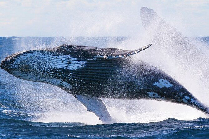whale-watching-and-sunrise-breakfast-cruise-in-honolulu