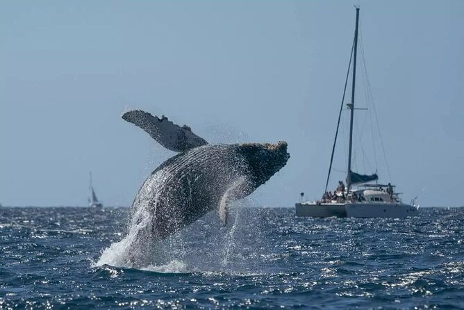 whale-watching-at-samana-bay-bacardi-island-beach