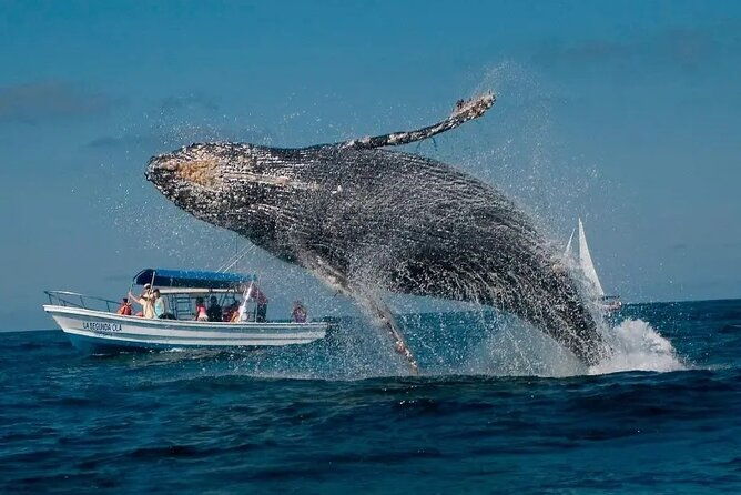 whale-watching-at-samana-bay-bacardi-island-beach