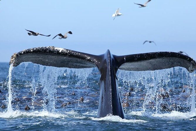 whale-watching-at-samana-bay-bacardi-island-beach