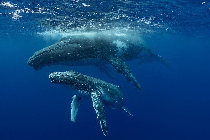 whale-watching-at-samana-bay-bacardi-island-beach