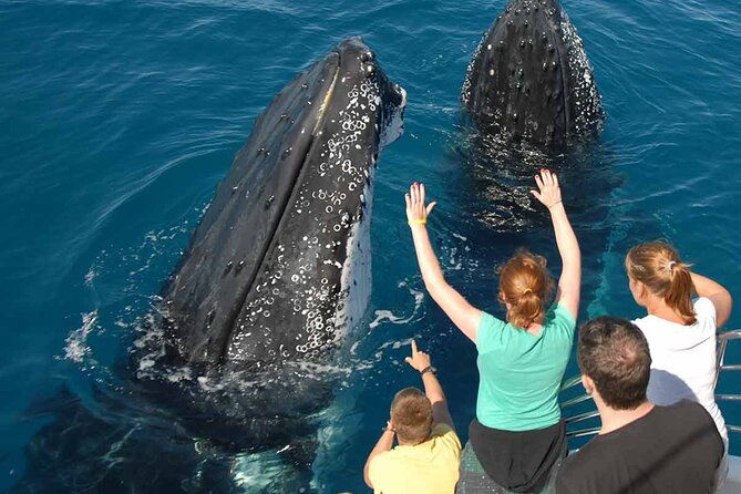 whale-watching-at-samana-bay-bacardi-island-beach