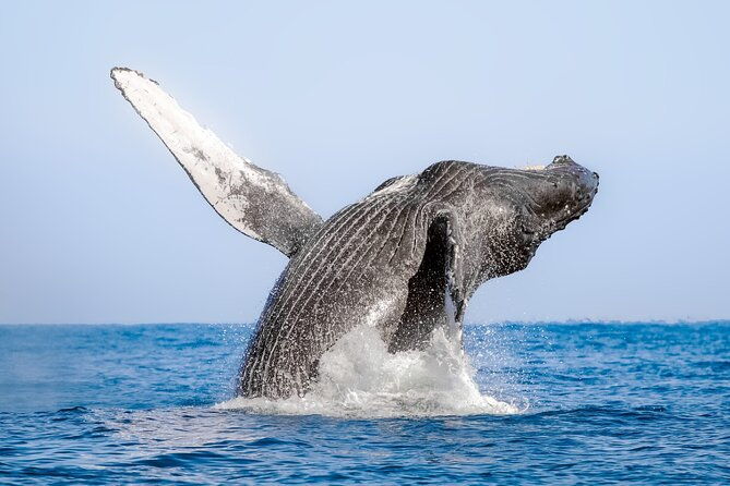 whale-watching-at-samana-bay-bacardi-island-beach