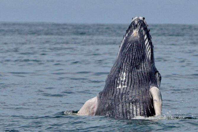 whale-watching-at-the-marino-ballena-national-park