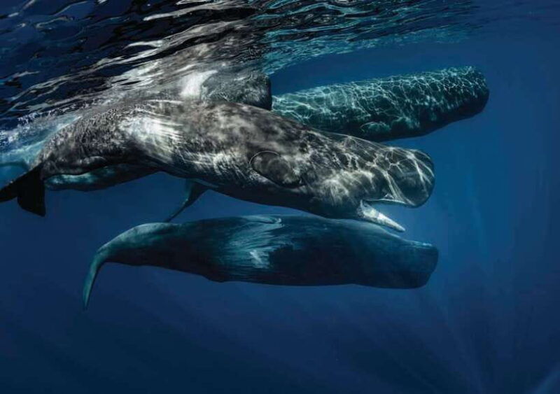 whale-watching-boat-tour-from-hikkaduwa
