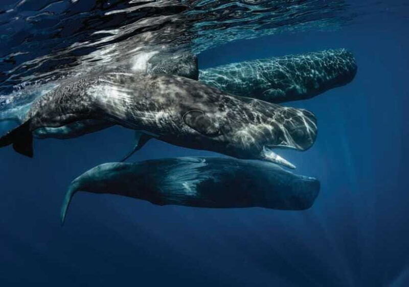 whale-watching-boat-tour-from-hikkaduwa