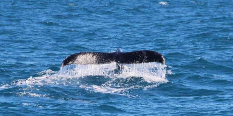 whale-watching-boat-tour-in-trincomalee