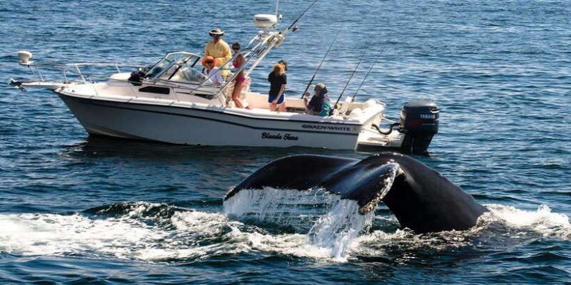 whale-watching-boat-tour-in-trincomalee