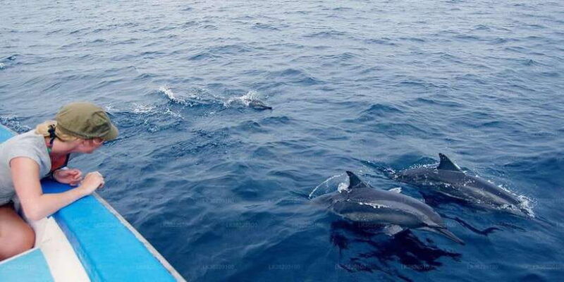 whale-watching-boat-tour-in-trincomalee