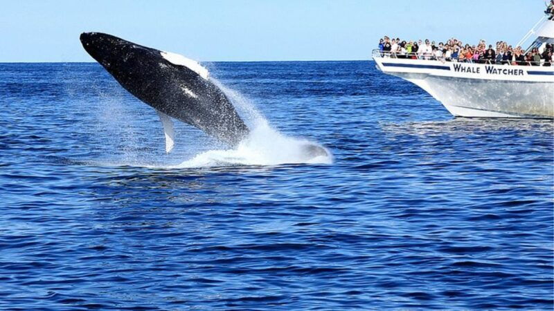 whale-watching-boat-tour-in-trincomalee