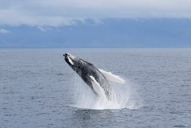 whale-watching-boat-tour-with-expert-guide-from-reykjavik