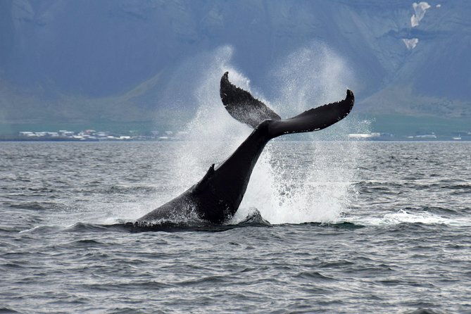 whale-watching-boat-tour-with-expert-guide-from-reykjavik