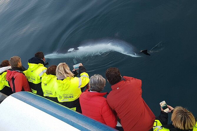 whale-watching-boat-tour-with-expert-guide-from-reykjavik