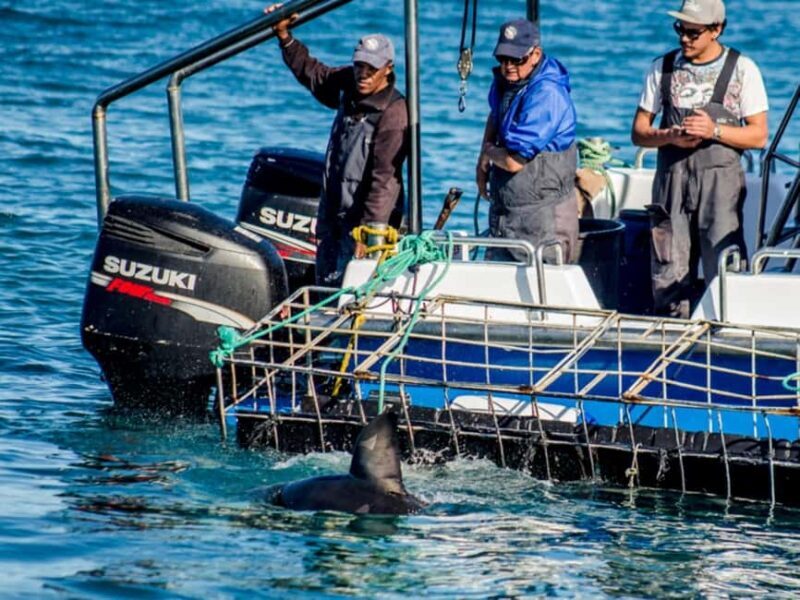 Whale Watching Boat trip in Hermanus - All inclusive - What to Expect from the Hermanus Whale Watching Tour  