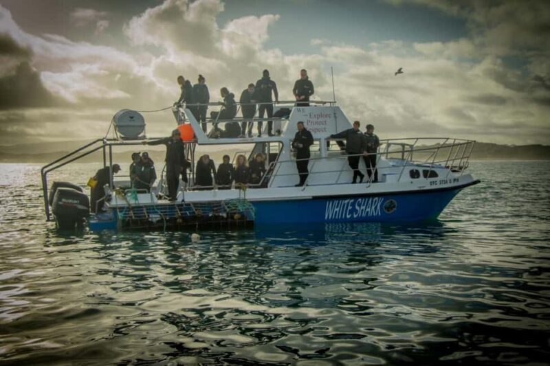 Whale Watching Boat trip in Hermanus - All inclusive - The Experience in Detail: What Makes It Worth It?  