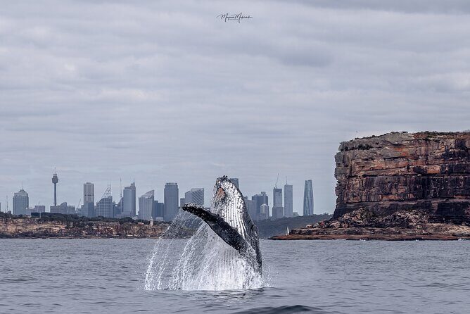 Whale Watching Boat Trip in Sydney - Introduction