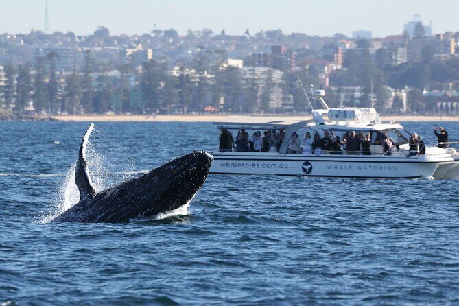 Whale Watching Boat Trip in Sydney - Key Points