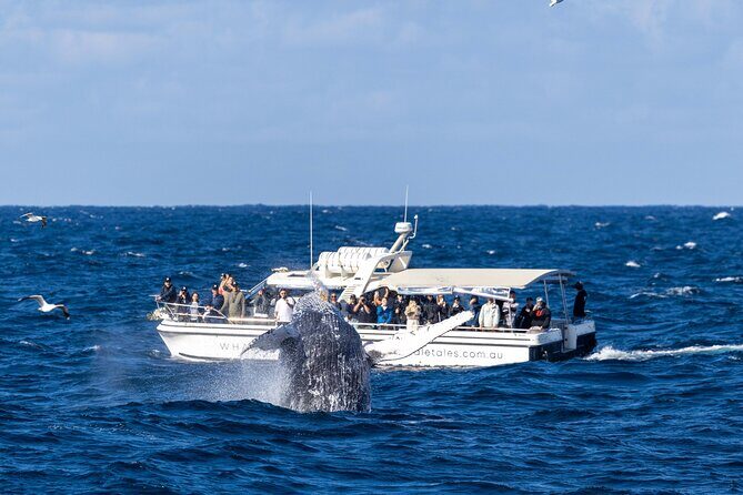 Whale Watching Boat Trip in Sydney - Practical Tips for Your Trip