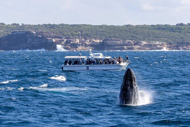Whale Watching Boat Trip in Sydney - Final Thoughts