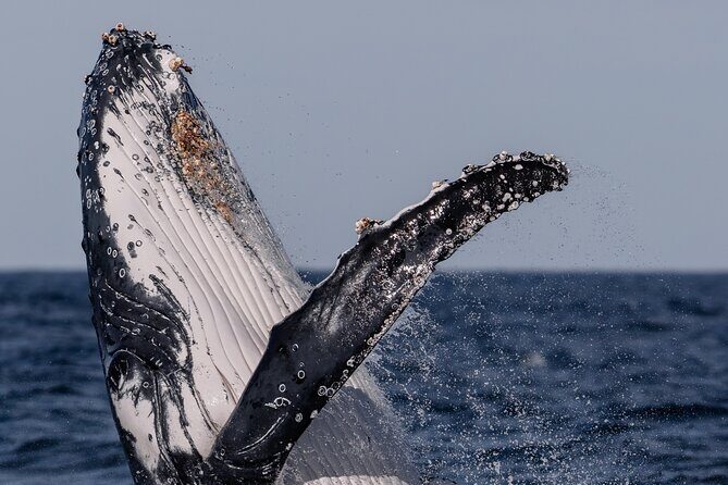 Whale Watching Boat Trip in Sydney - FAQs