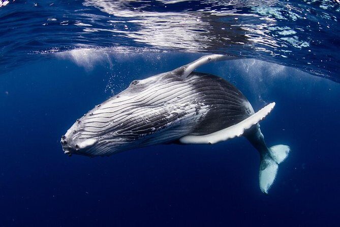 Whale Watching Bora Bora - Introduction