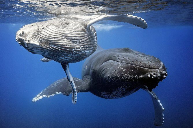 Whale Watching Bora Bora - In-Depth Review of the Whale Watching Tour