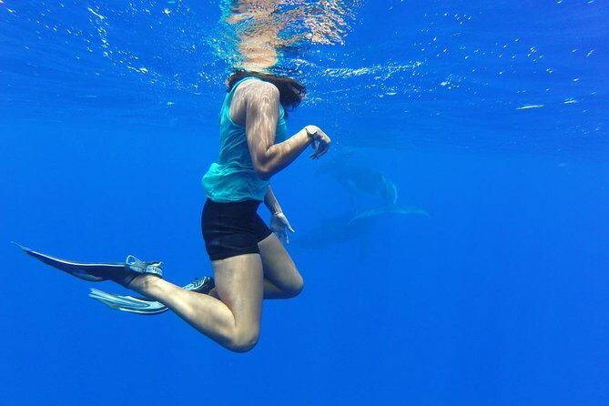 Whale Watching Bora Bora - The Sum Up