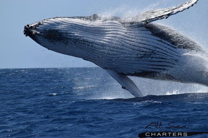 Whale Watching Busselton - Key Points  