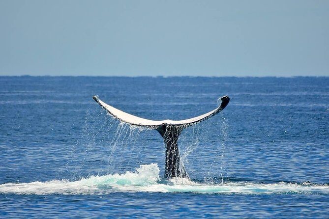 Whale Watching Busselton - An In-Depth Look at the Whale Watching Experience in Busselton  
