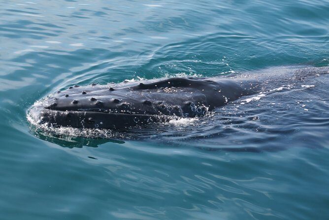 Whale Watching Busselton - FAQ – Your Practical Questions Answered  