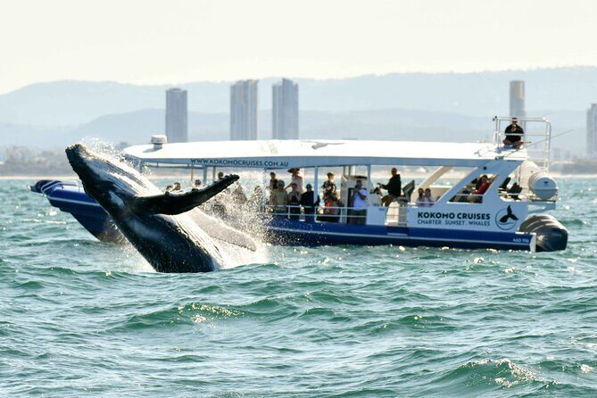 Whale Watching by Sea World Cruises - The Sum Up  