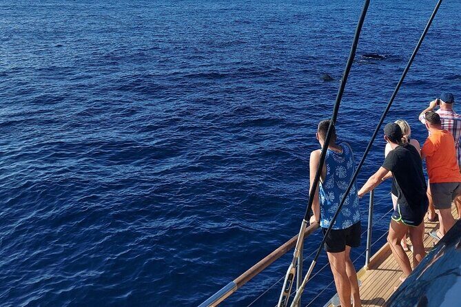 Whale Watching Catamaran in Costa Adeje (Including drinks & Sandwich) - An In-Depth Look at the Experience