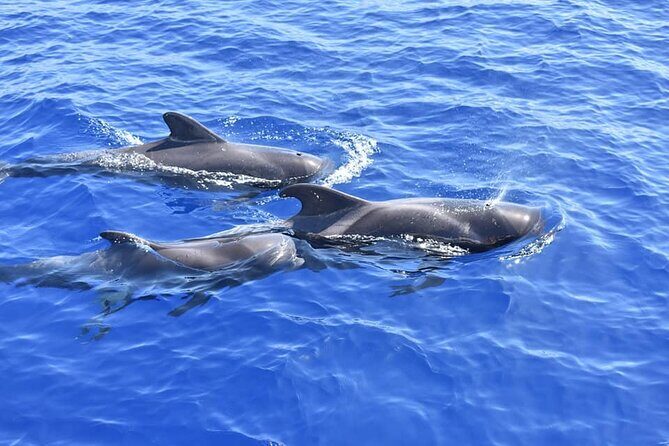 Whale Watching Catamaran in Costa Adeje (Including drinks & Sandwich) - Who Is This Tour Best For?