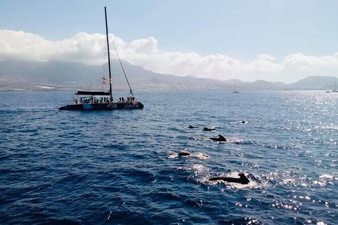whale-watching-catamaran-to-los-gigantes-masca-including-drinks-warm-lunch