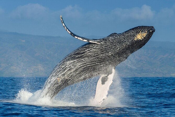whale-watching-cay-raised-from-punta-cana